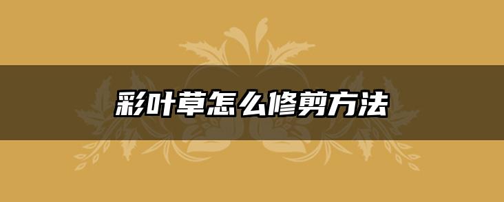 彩叶草怎么修剪方法