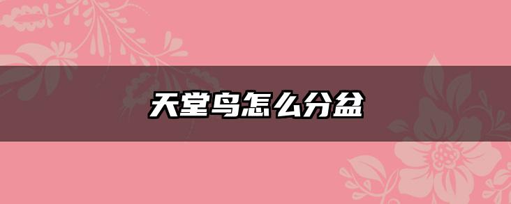 天堂鸟怎么分盆