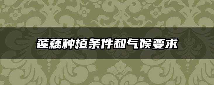 莲藕种植条件和气候要求