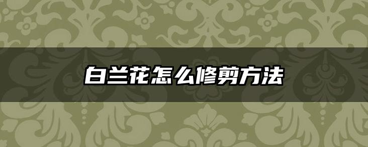白兰花怎么修剪方法