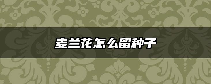 麦兰花怎么留种子