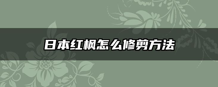 日本红枫怎么修剪方法