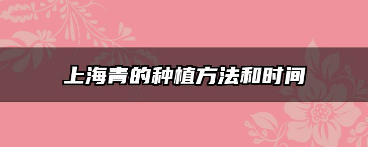 上海青的种植方法和时间