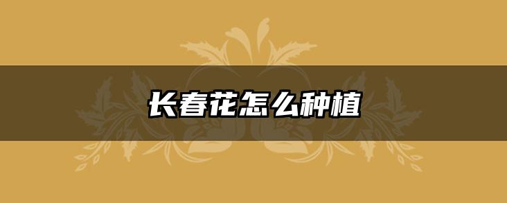 长春花怎么种植