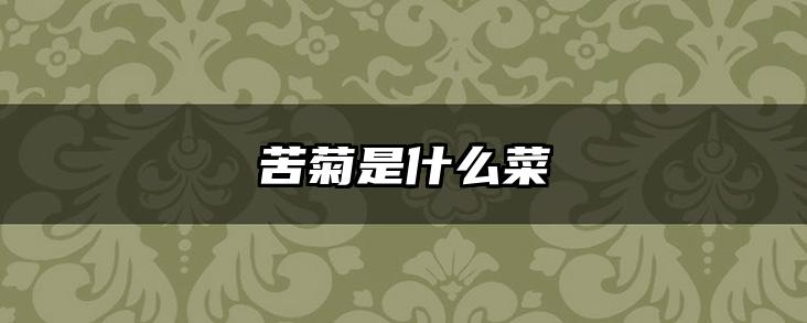 苦菊是什么菜