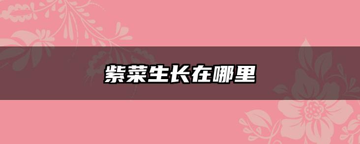 紫菜生长在哪里