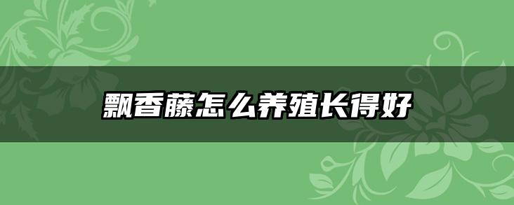飘香藤怎么养殖长得好