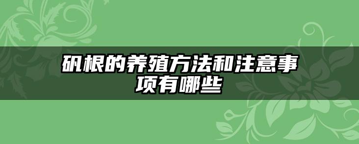 矾根的养殖方法和注意事项有哪些