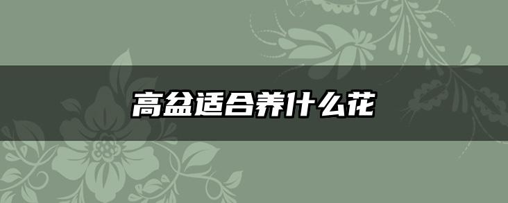 高盆适合养什么花