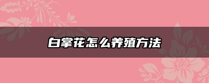 白掌花怎么养殖方法