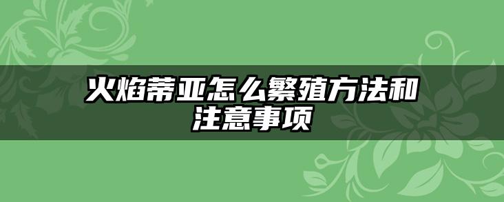 火焰蒂亚怎么繁殖方法和注意事项