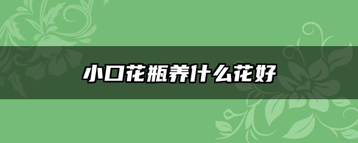 小口花瓶养什么花好