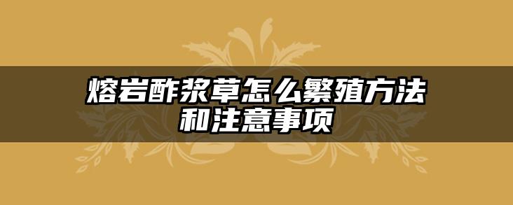 熔岩酢浆草怎么繁殖方法和注意事项