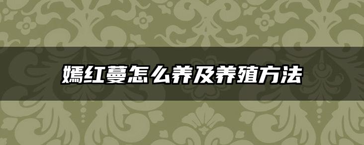 嫣红蔓怎么养及养殖方法
