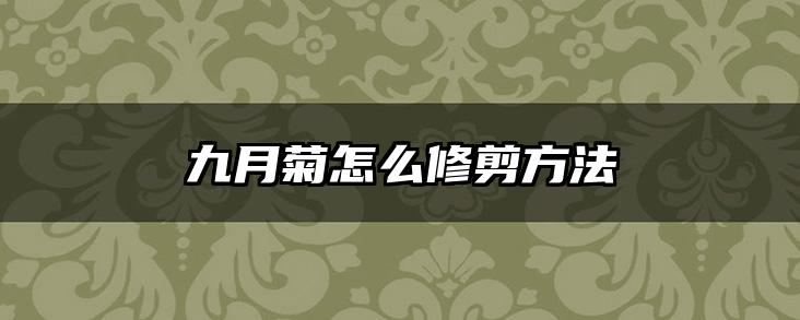 九月菊怎么修剪方法