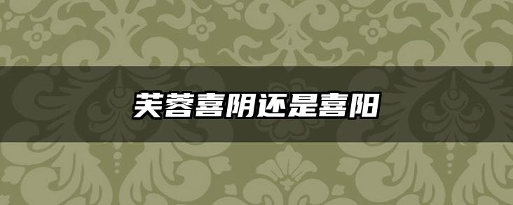 芙蓉喜阴还是喜阳