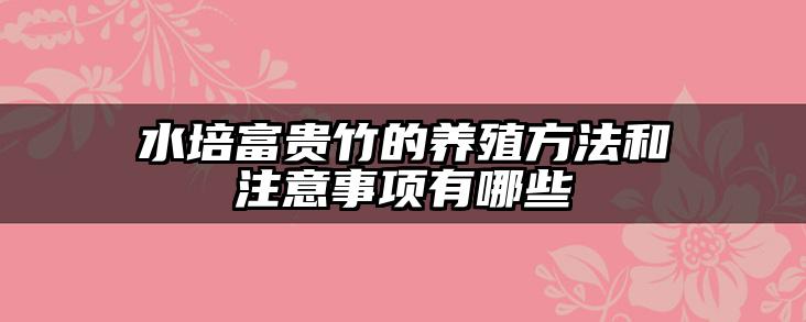 水培富贵竹的养殖方法和注意事项有哪些