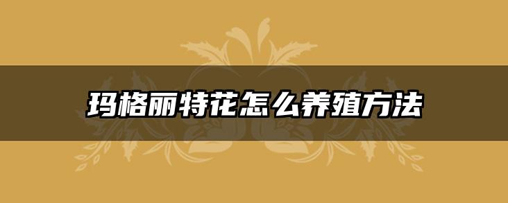 玛格丽特花怎么养殖方法