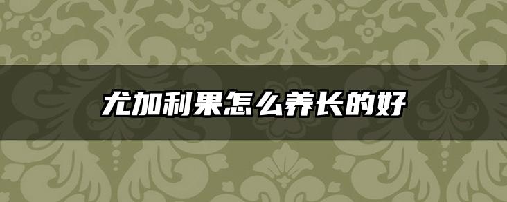 尤加利果怎么养长的好
