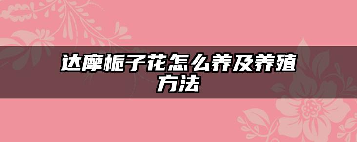 达摩栀子花怎么养及养殖方法