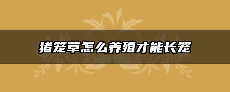 猪笼草怎么养殖才能长笼