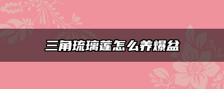三角琉璃莲怎么养爆盆