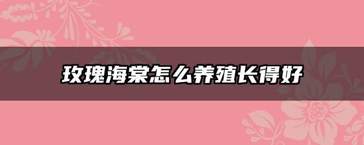 玫瑰海棠怎么养殖长得好