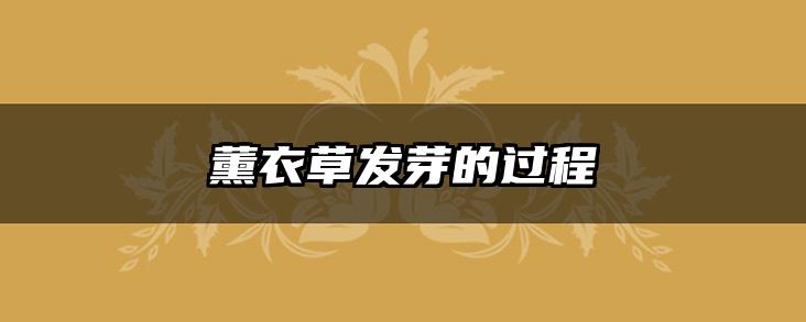 薰衣草发芽的过程