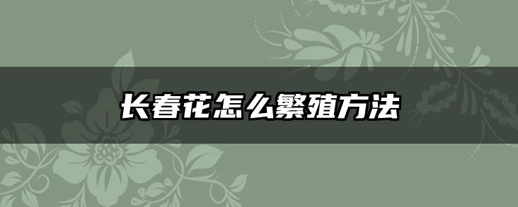 长春花怎么繁殖方法