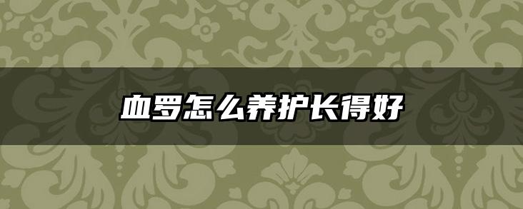 血罗怎么养护长得好