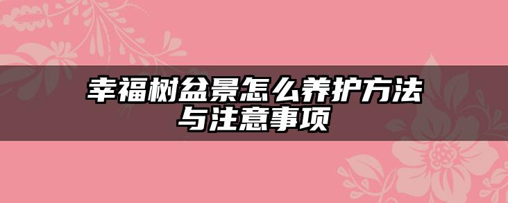 幸福树盆景怎么养护方法与注意事项