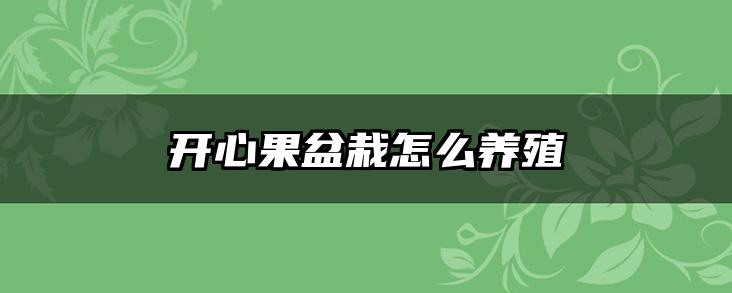 开心果盆栽怎么养殖