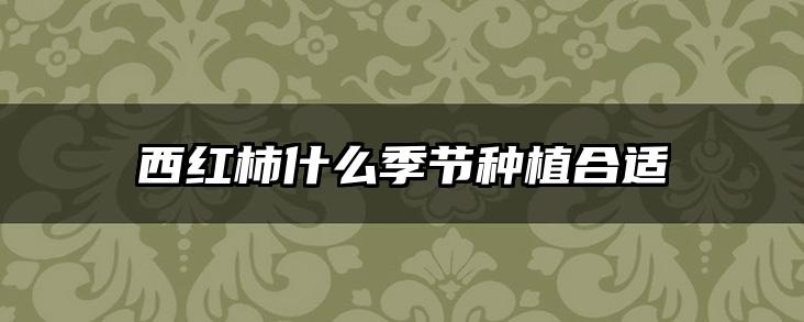 西红柿什么季节种植合适