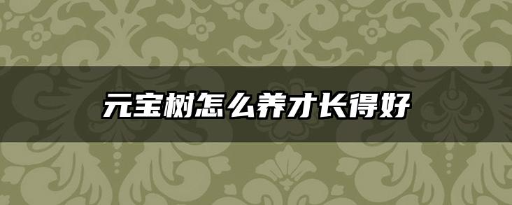 元宝树怎么养才长得好