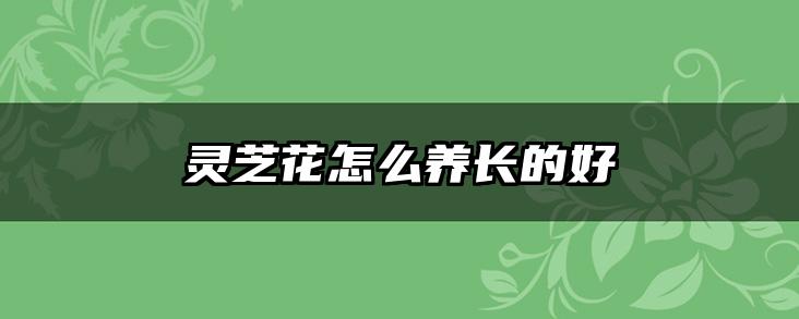 灵芝花怎么养长的好
