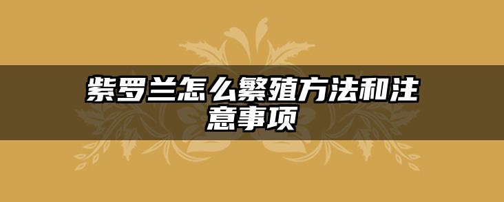 紫罗兰怎么繁殖方法和注意事项