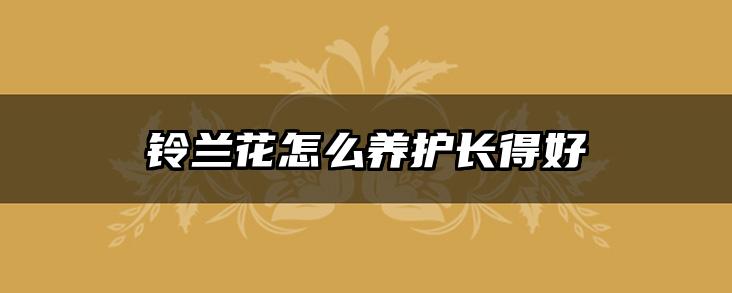铃兰花怎么养护长得好