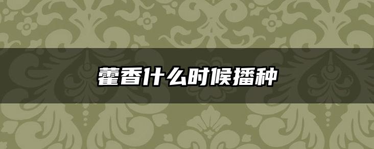 藿香什么时候播种