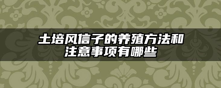 土培风信子的养殖方法和注意事项有哪些