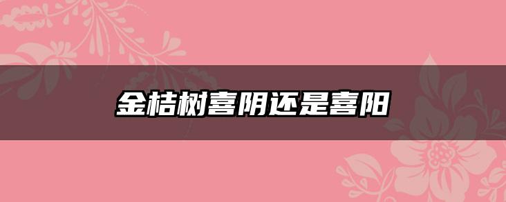 金桔树喜阴还是喜阳