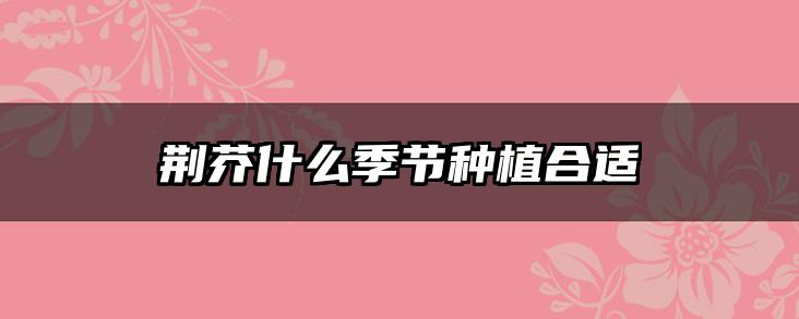 荆芥什么季节种植合适