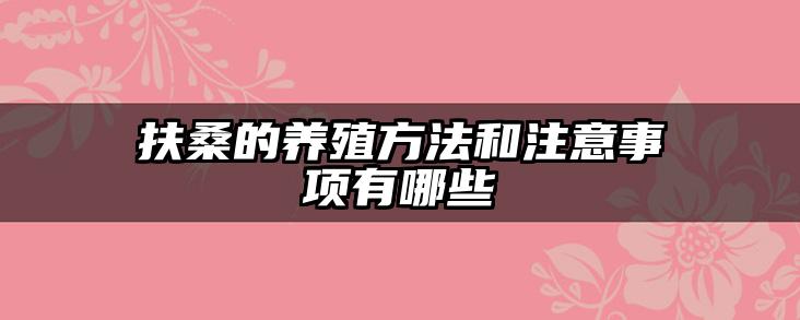 扶桑的养殖方法和注意事项有哪些