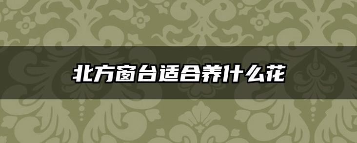 北方窗台适合养什么花