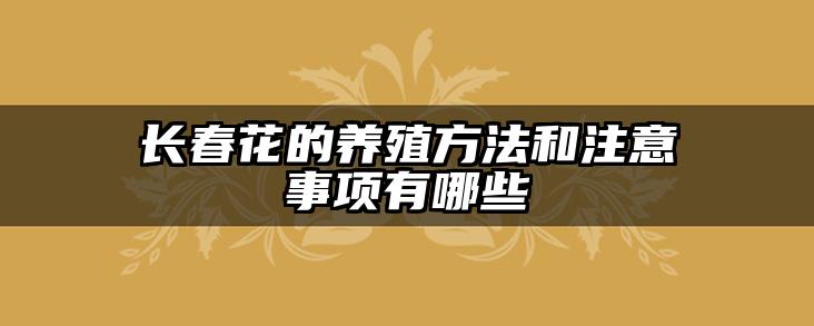 长春花的养殖方法和注意事项有哪些