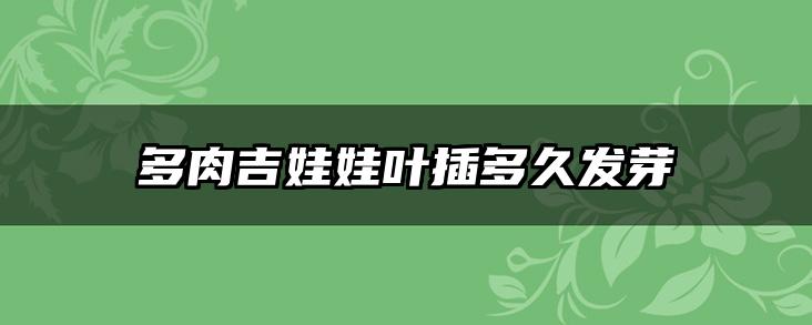 多肉吉娃娃叶插多久发芽