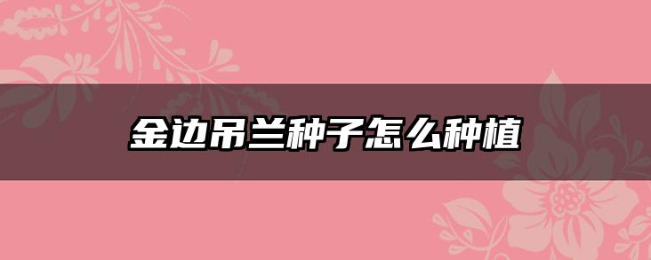 金边吊兰种子怎么种植