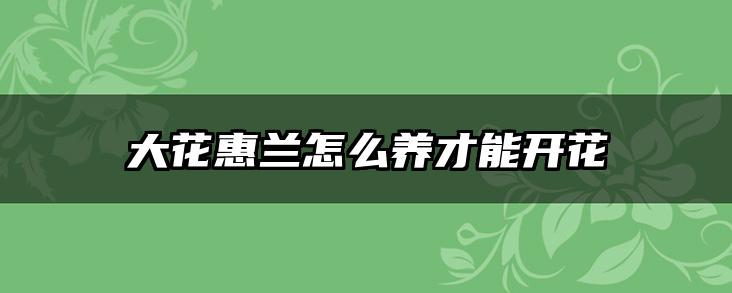 大花惠兰怎么养才能开花