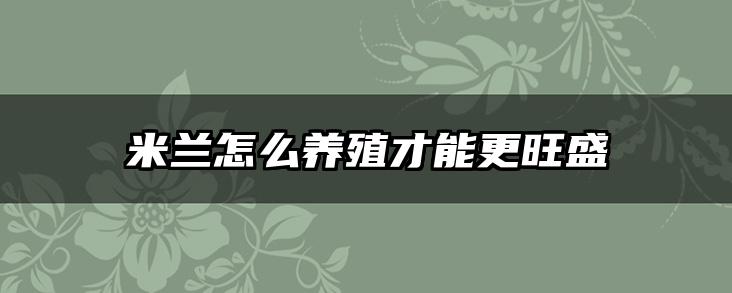 米兰怎么养殖才能更旺盛