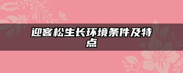 迎客松生长环境条件及特点