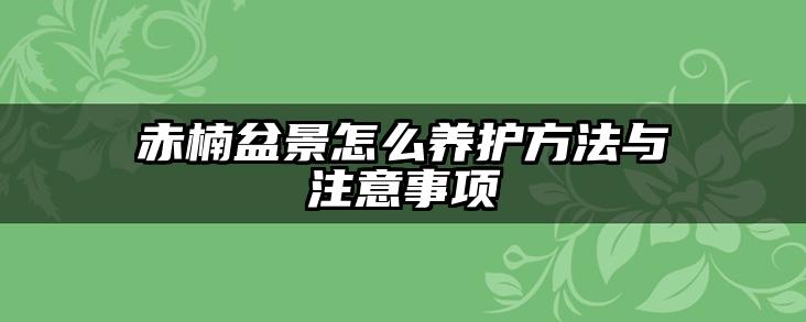 赤楠盆景怎么养护方法与注意事项